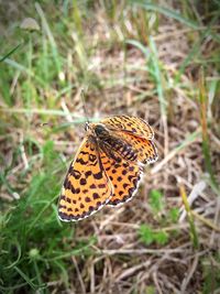 Close-up of butterfly on grass