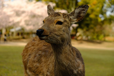 Close-up portrait of a deer