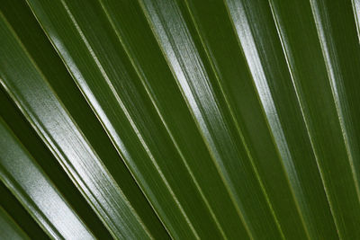 Full frame shot of palm leaf