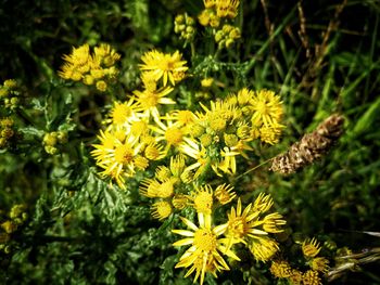 Close-up of yellow flowers blooming outdoors