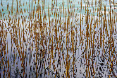 Scenic view of lake