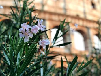 Close-up of purple flowering plant