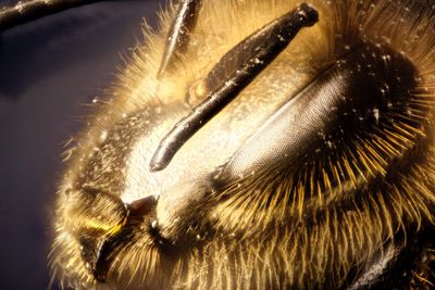 Close-up of caterpillar