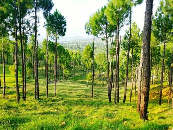 Trees growing on landscape