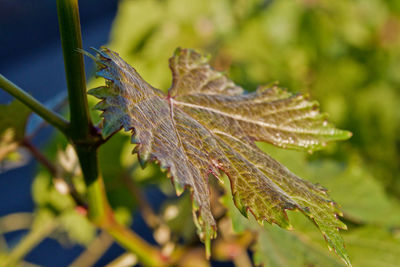 Close-up of maple leaves on tree