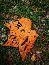 Close-up of dry autumn leaf on grass