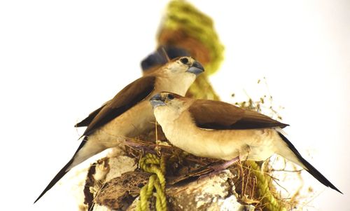 Close-up of birds perching on plant