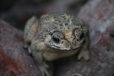 High angle portrait of turtle