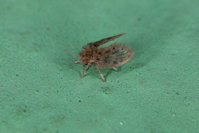 High angle view of insect on leaf