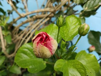 Close-up of red flowering plant