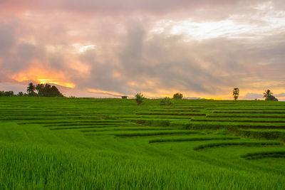 Beautiful green rice fields with sky sunrise in the morning with beautiful mountains in bengkulu