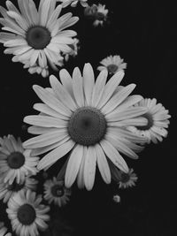 Close-up of daisy flower