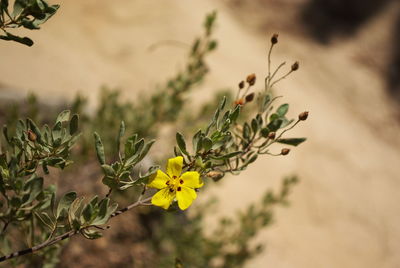 Yellow flower on a branch in sandy dunes, algarve, portugal