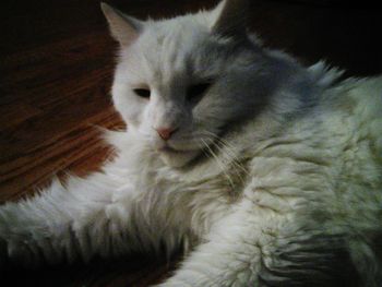 Close-up of cat lying on bed