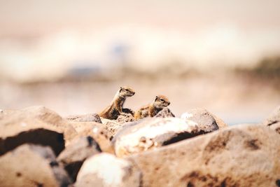 Barbary ground squirrels on rocks