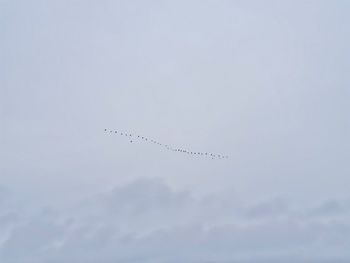 Low angle view of birds flying in sky