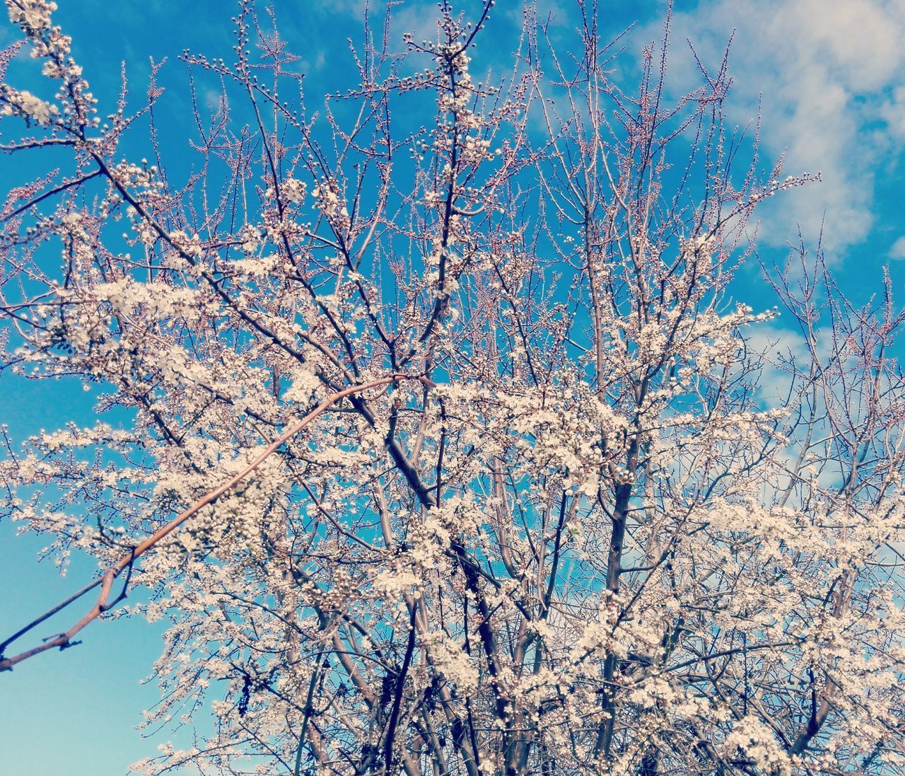 LOW ANGLE VIEW OF CHERRY BLOSSOMS AGAINST SKY