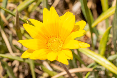 Close-up of yellow flower