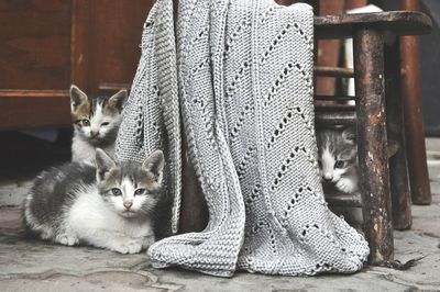 Portrait of cat