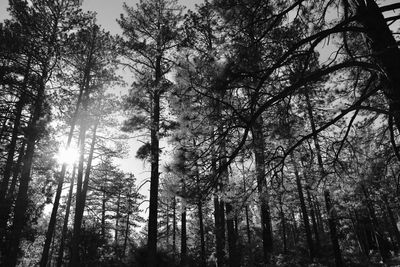 Low angle view of sunlight streaming through trees in forest