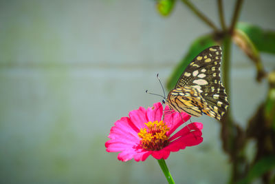 Close-up of butterfly pollinating on pink flower