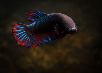 Close-up of fish swimming in water