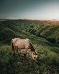 Horses grazing in a field