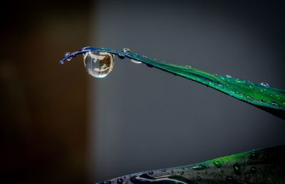 Close-up of drop falling from aloe 