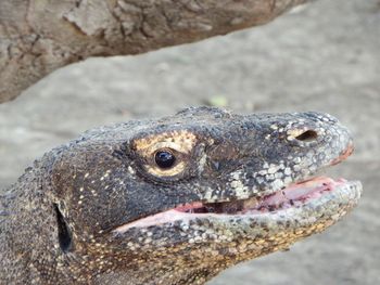 Close-up of lizard on rock