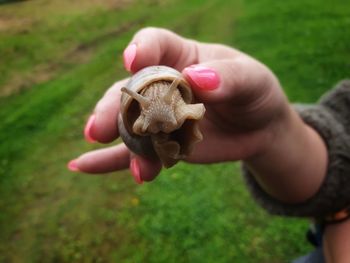 Close-up of hand holding crab