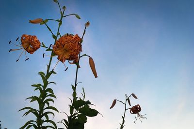 Low angle view of plant against clear sky