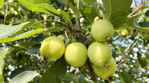 Close-up of fruits growing on tree