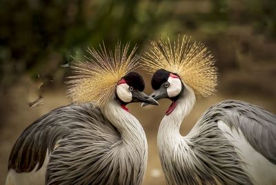 Close-up of birds