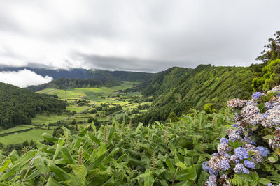 Scenic view of flowering plants on land against sky