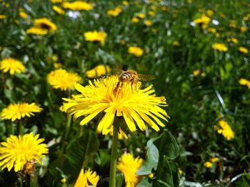 Close-up of bee on yellow flower