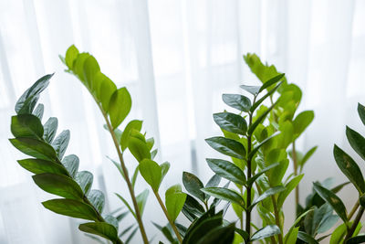 Side view of real zamioculcas zamifolia, near window. close-up of green fresh leaves on white