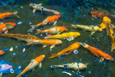 High angle view of koi carps swimming in pond