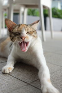 Close-up of cat yawning on footpath