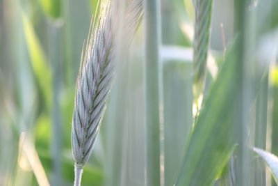 Close-up of plants growing in field