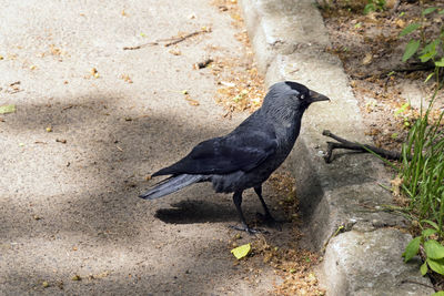 High angle view of bird perching on land