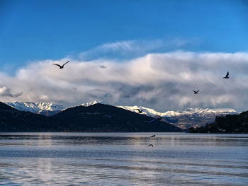 Seagulls flying over mountains against sky