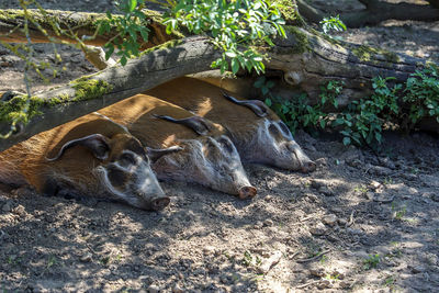 High angle view of lion resting on field