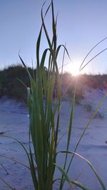 Close-up of grass growing on land against sky