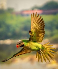 Close-up of bird flying