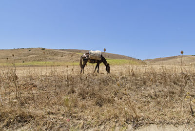 Side view of horse grazing on field against clear sky during sunny day