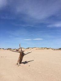 Dead tree in desert against sky
