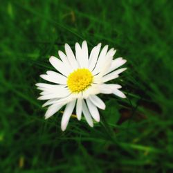 Close-up of daisy flowers