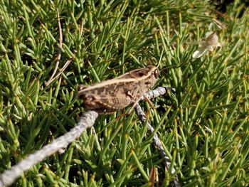 Close-up of a reptile on a field