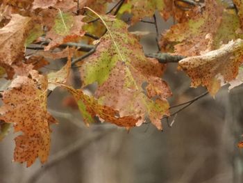 Close-up of dried autumn leaves