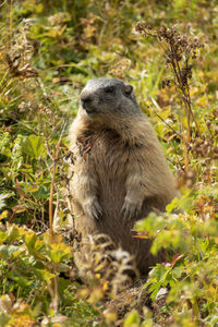 Alpine marmot in high mountains in bavaria, germany in autumn